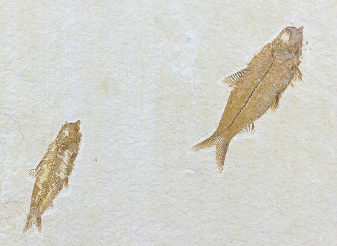 Two Detailed Fossil Fish - Wyoming #79799